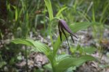 Cypripedium calceolus