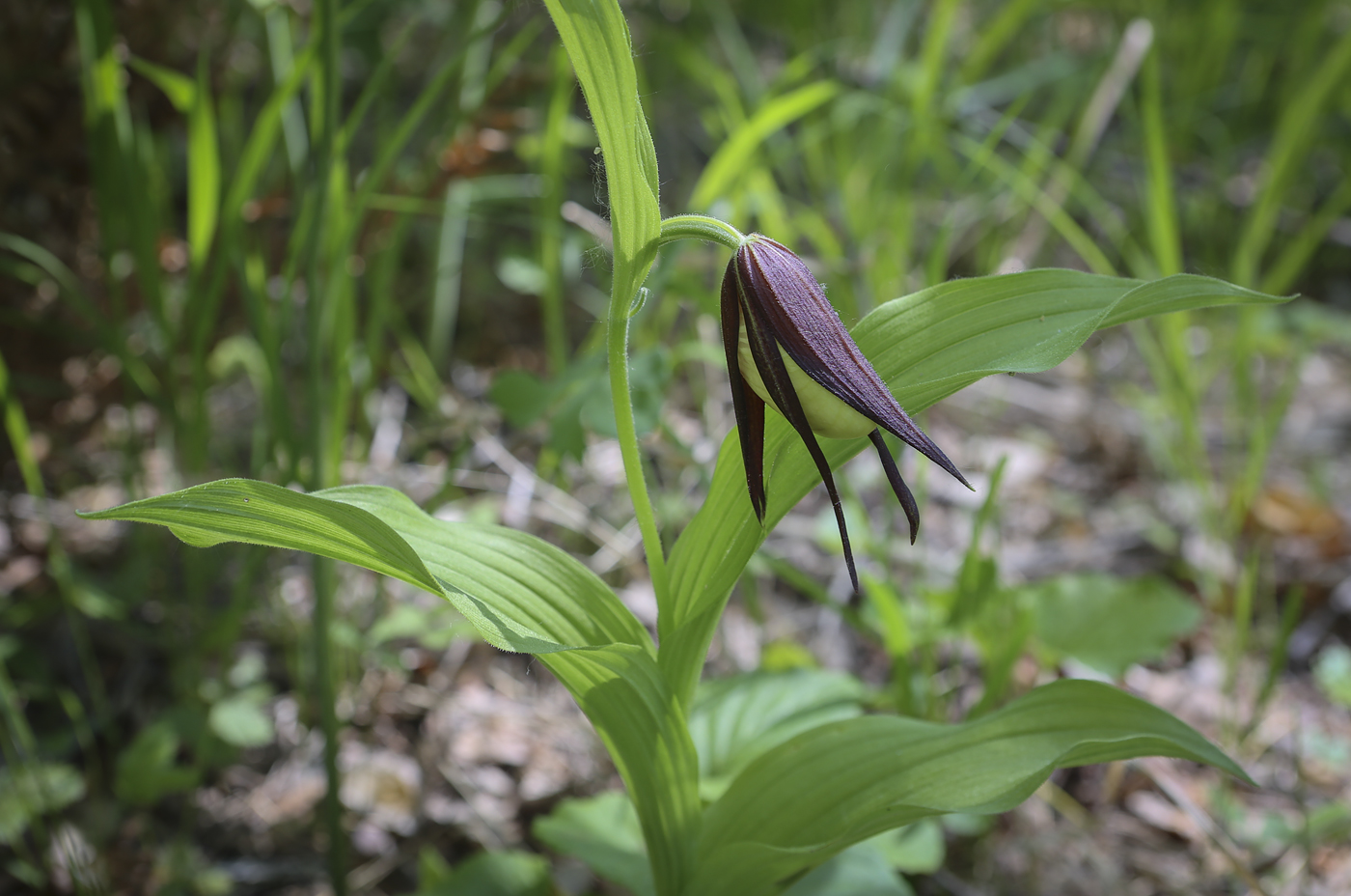 Изображение особи Cypripedium calceolus.