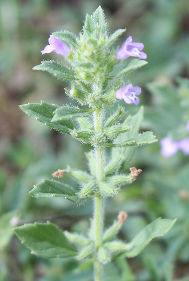 Изображение особи Ziziphora villosa.