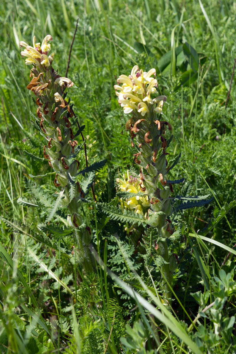 Image of Pedicularis sibthorpii specimen.