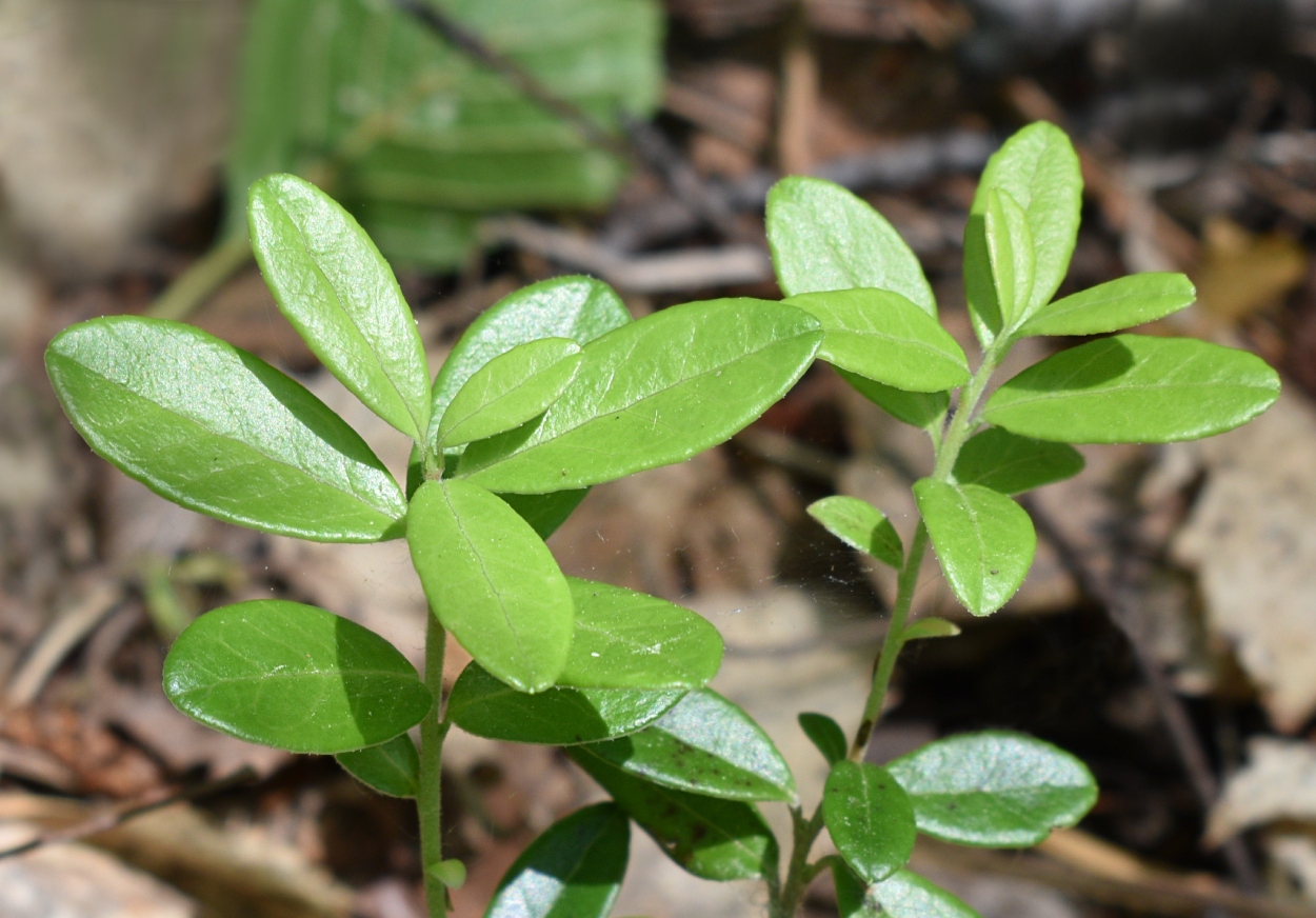 Изображение особи Vaccinium vitis-idaea.