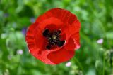 Papaver macrostomum