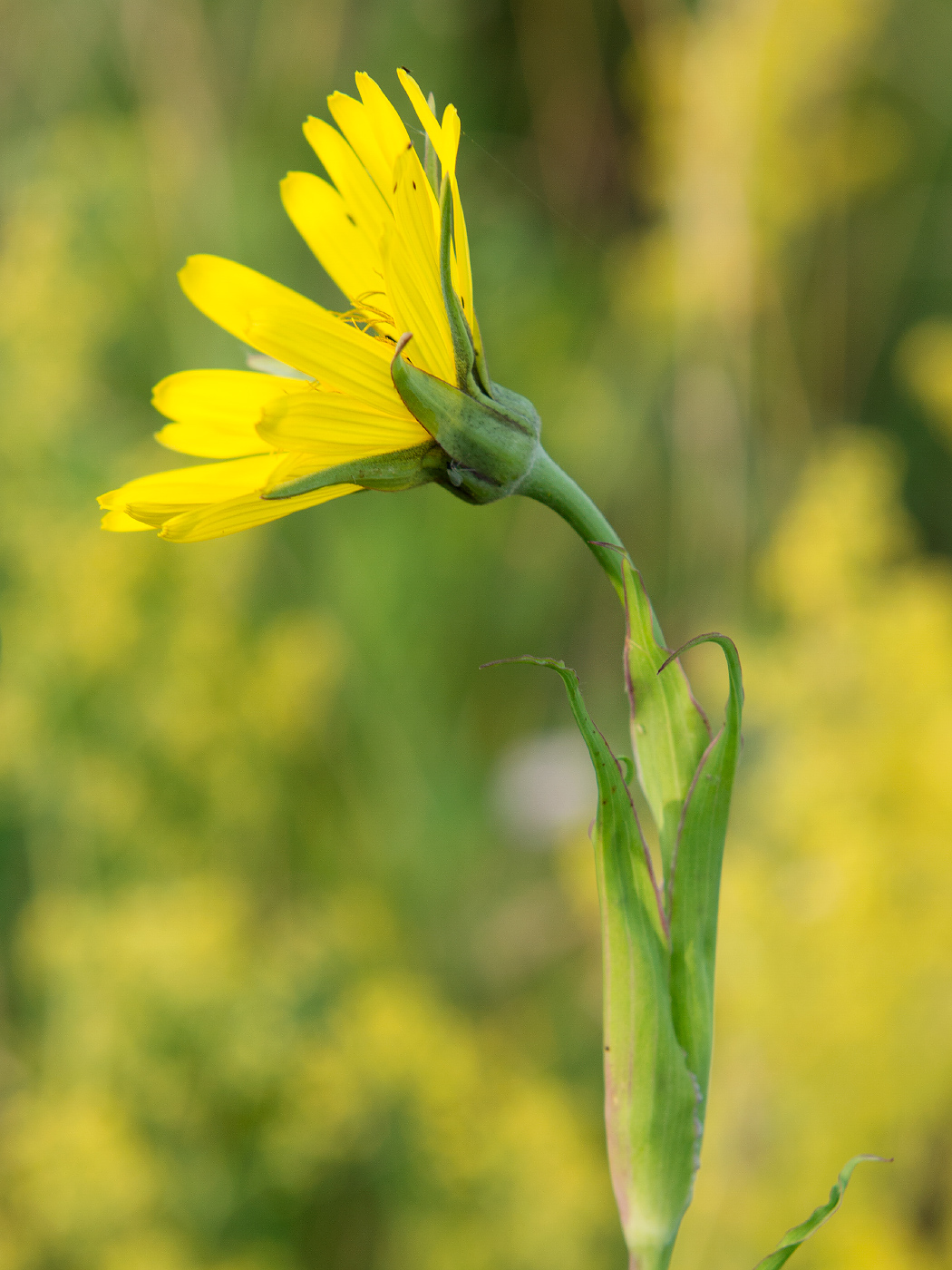 Изображение особи Tragopogon pratensis.