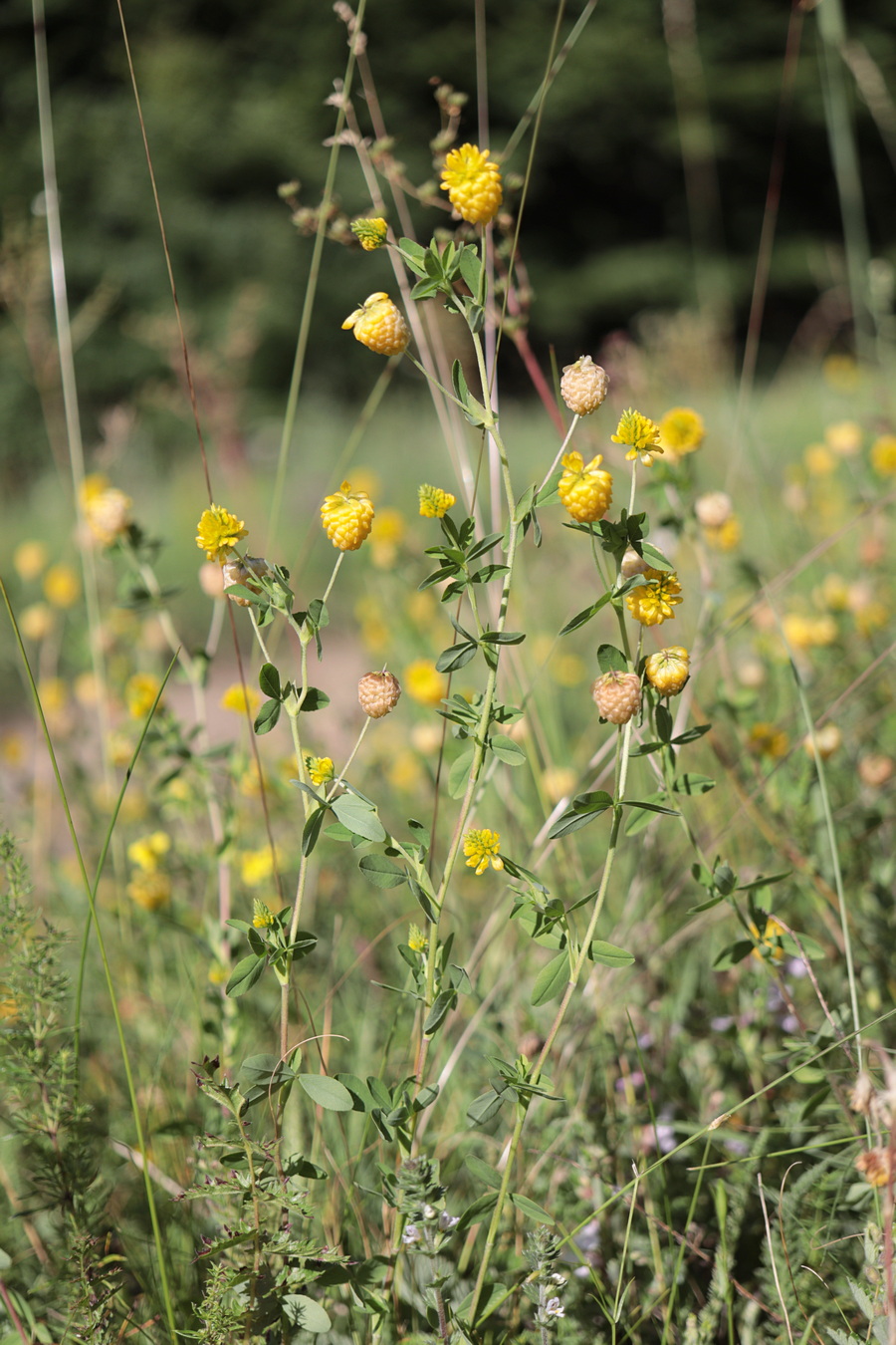 Изображение особи Trifolium aureum.
