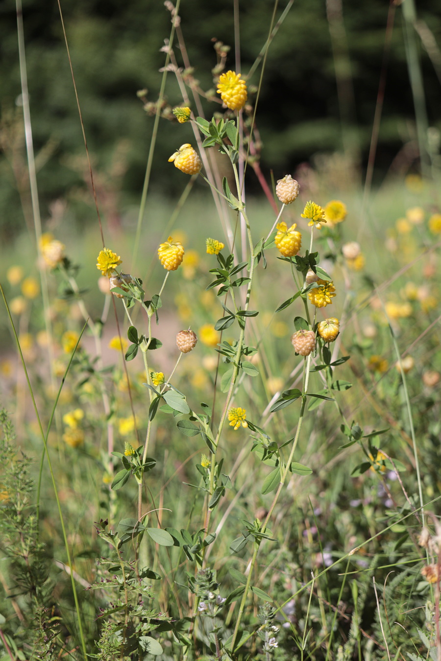 Image of Trifolium aureum specimen.