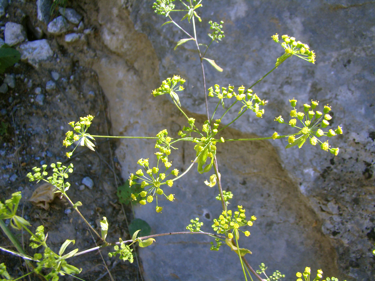 Image of Korshinskia olgae specimen.