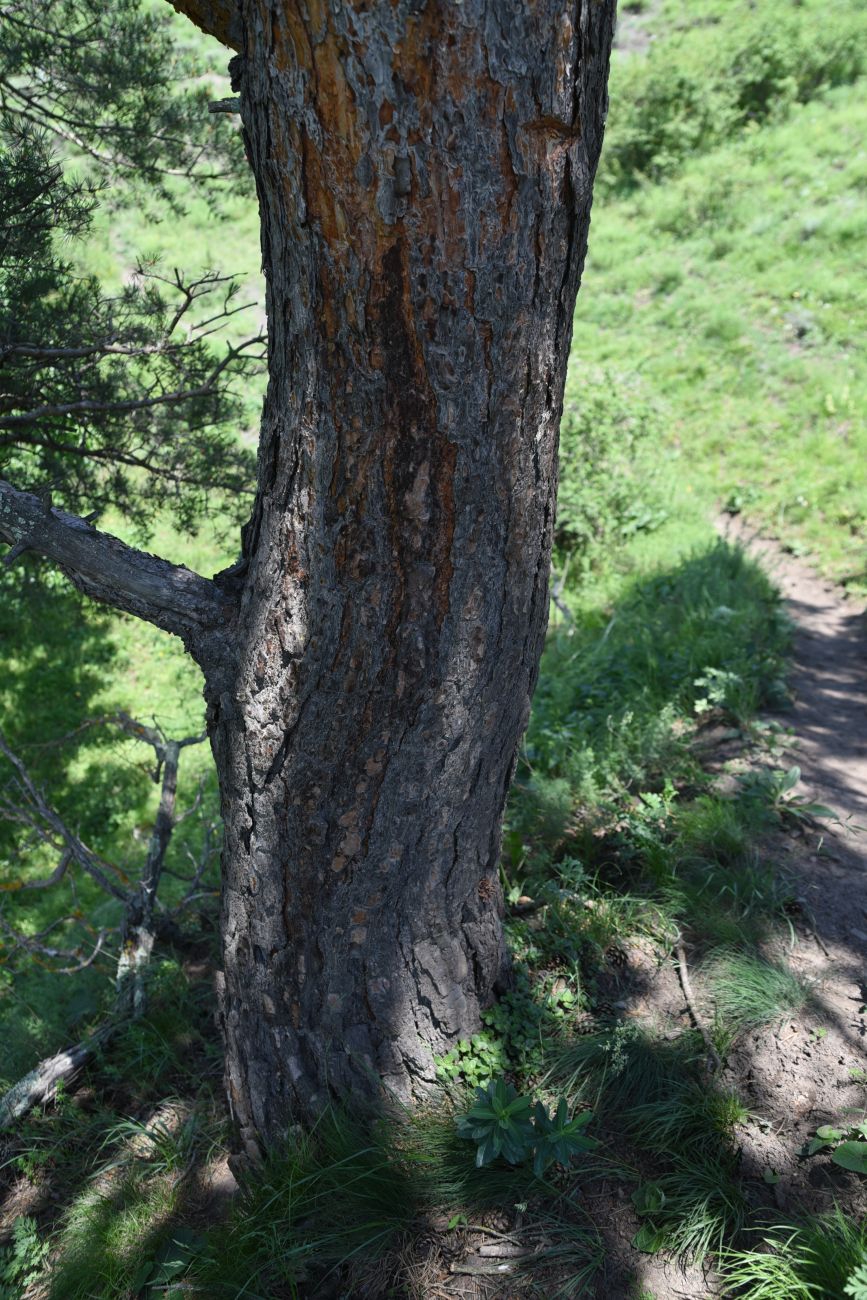 Image of Pinus sylvestris ssp. hamata specimen.