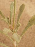 Limonium suffruticosum. Часть побега. Казахстан, Кызылординская область, Казалинский район. 17 июля 2010 г.