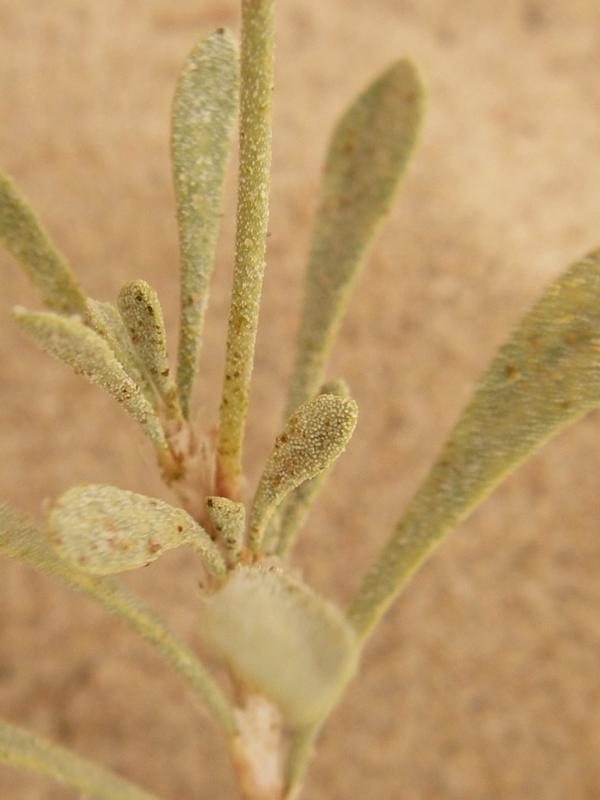 Image of Limonium suffruticosum specimen.