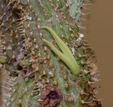 Image of specimen