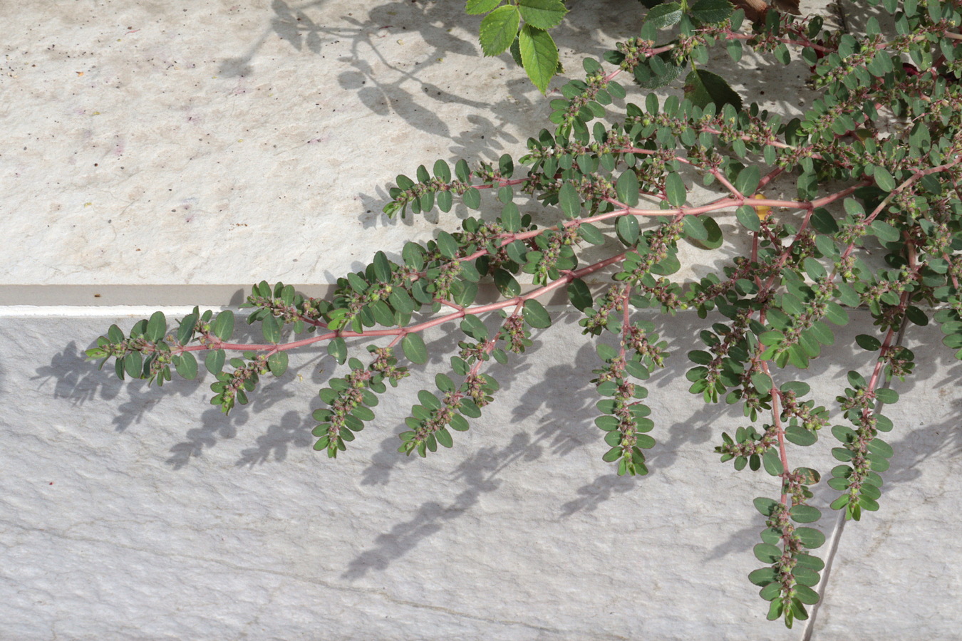 Изображение особи Euphorbia prostrata.