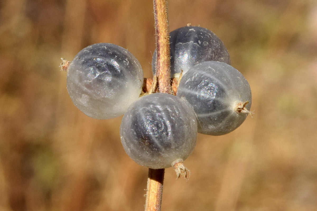 Изображение особи Lonicera nummulariifolia.