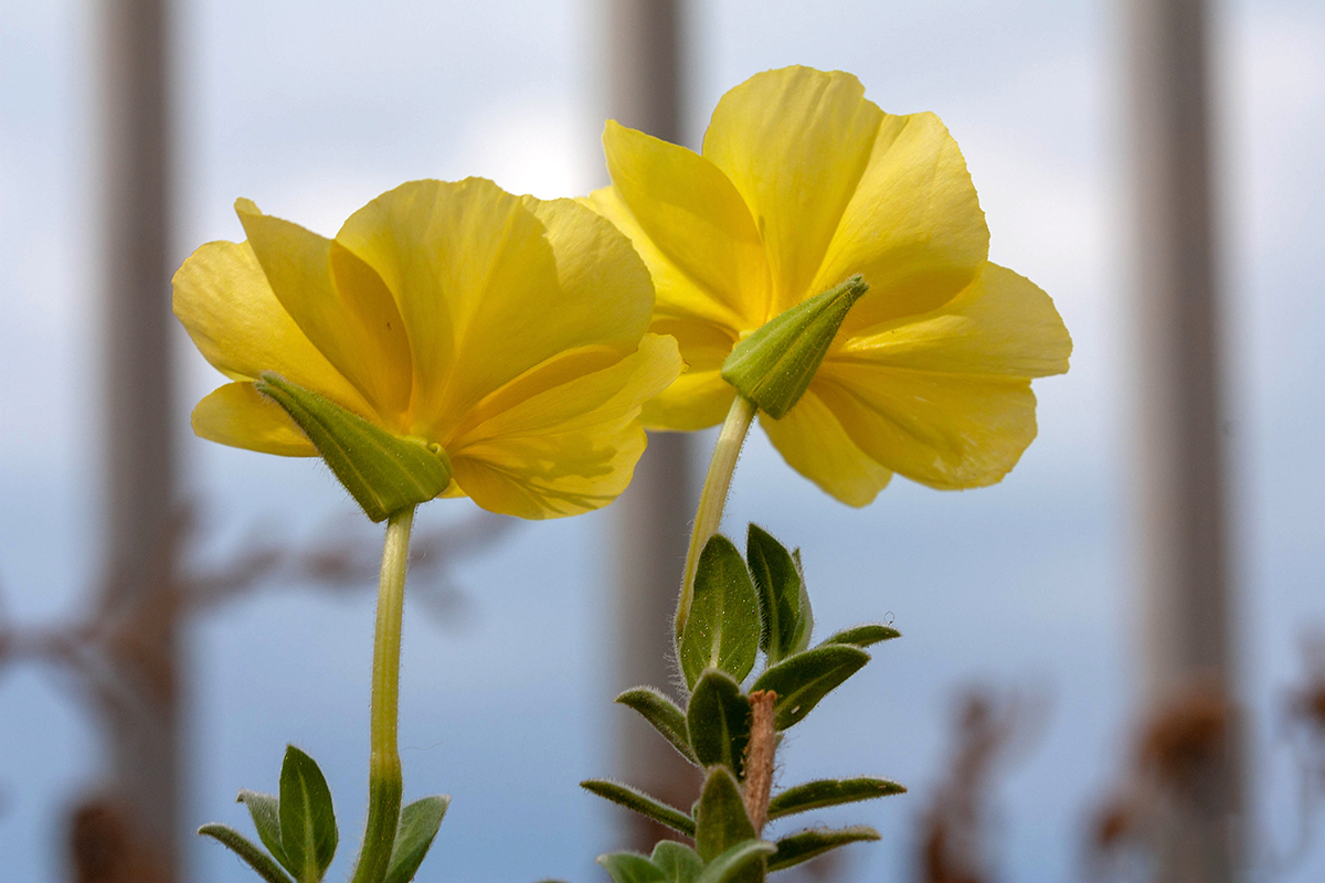 Изображение особи Oenothera drummondii.