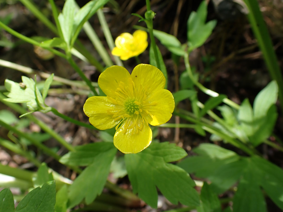 Изображение особи Ranunculus japonicus.