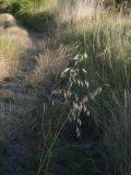Avena sativa