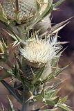 Cirsium turkestanicum