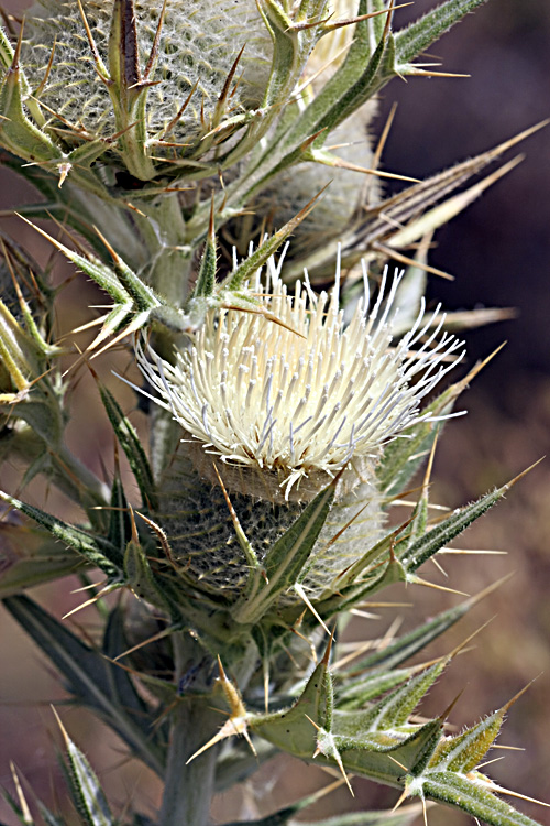 Image of Cirsium turkestanicum specimen.