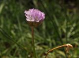 Armeria vulgaris. Верхушка побега с соцветием. Санкт-Петербург, Ботанический сад БИН РАН, альпийская горка. 25.07.2022.