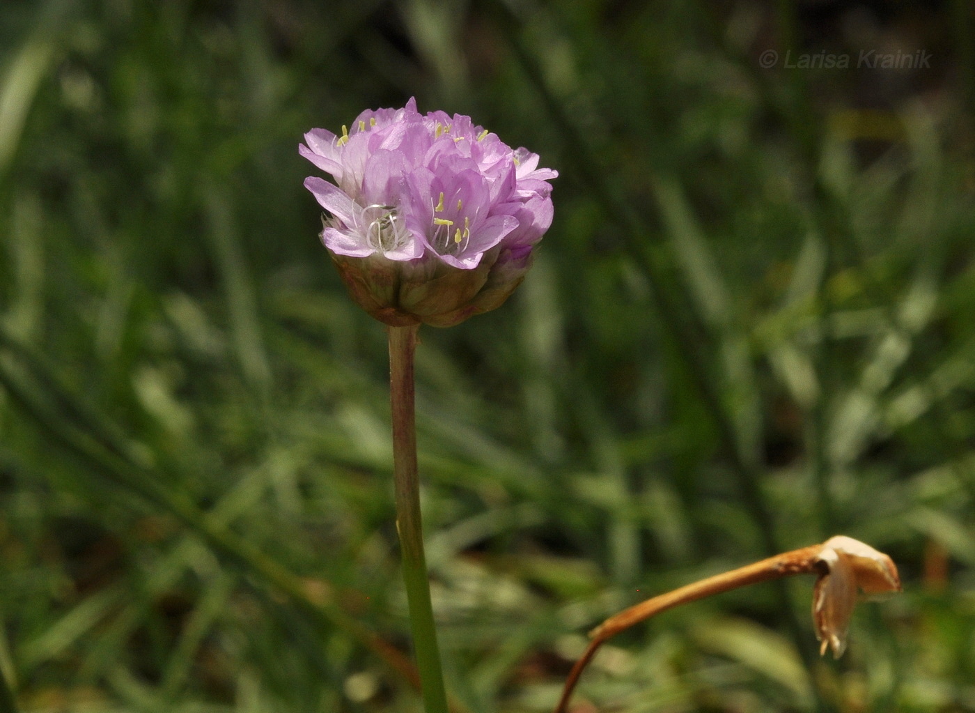 Изображение особи Armeria vulgaris.