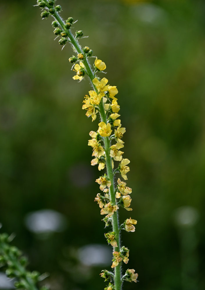 Image of Agrimonia asiatica specimen.