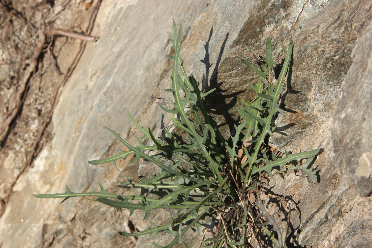 Image of Youngia tenuifolia specimen.