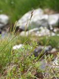 genus Carex. Цветущее растение. Карачаево-Черкесия, Урупский р-н, Кавказский биосферный заповедник, Имеретинские озёра, у ручья, вытекающего из оз. Географов, ≈ 2700 м н.у.м., альпийский луг. 27.07.2022.