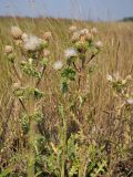 Cirsium roseolum