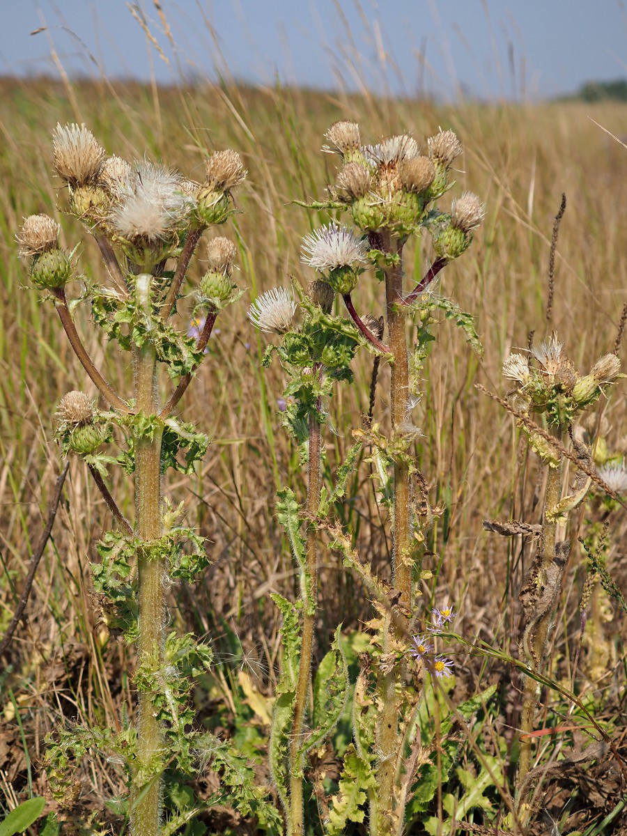 Image of Cirsium roseolum specimen.