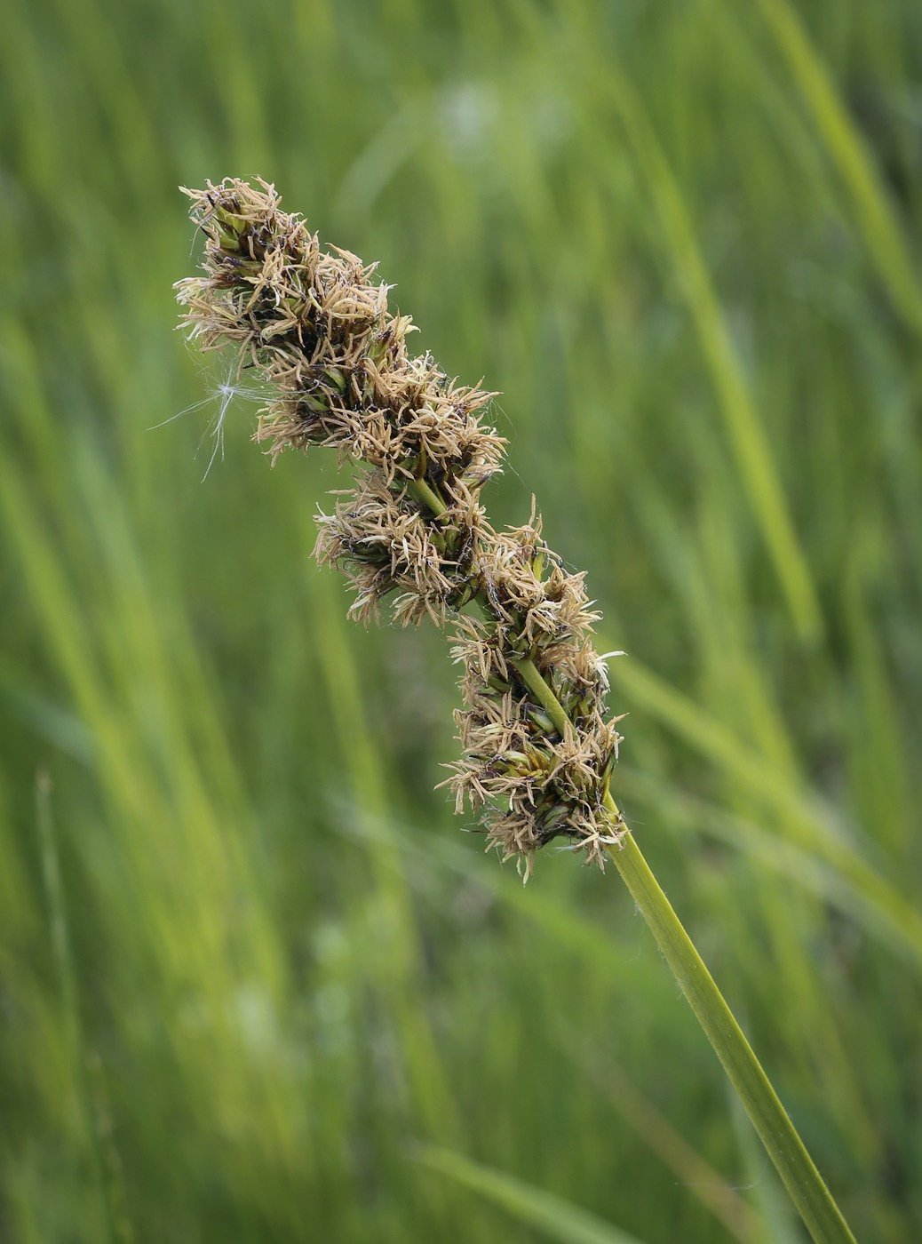 Изображение особи Carex vulpina.