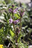 Pedicularis korolkowii