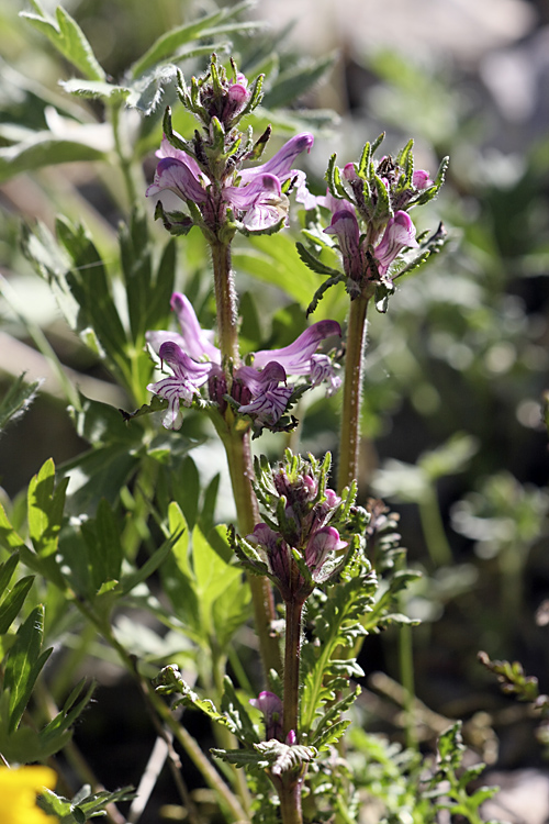 Image of Pedicularis korolkowii specimen.