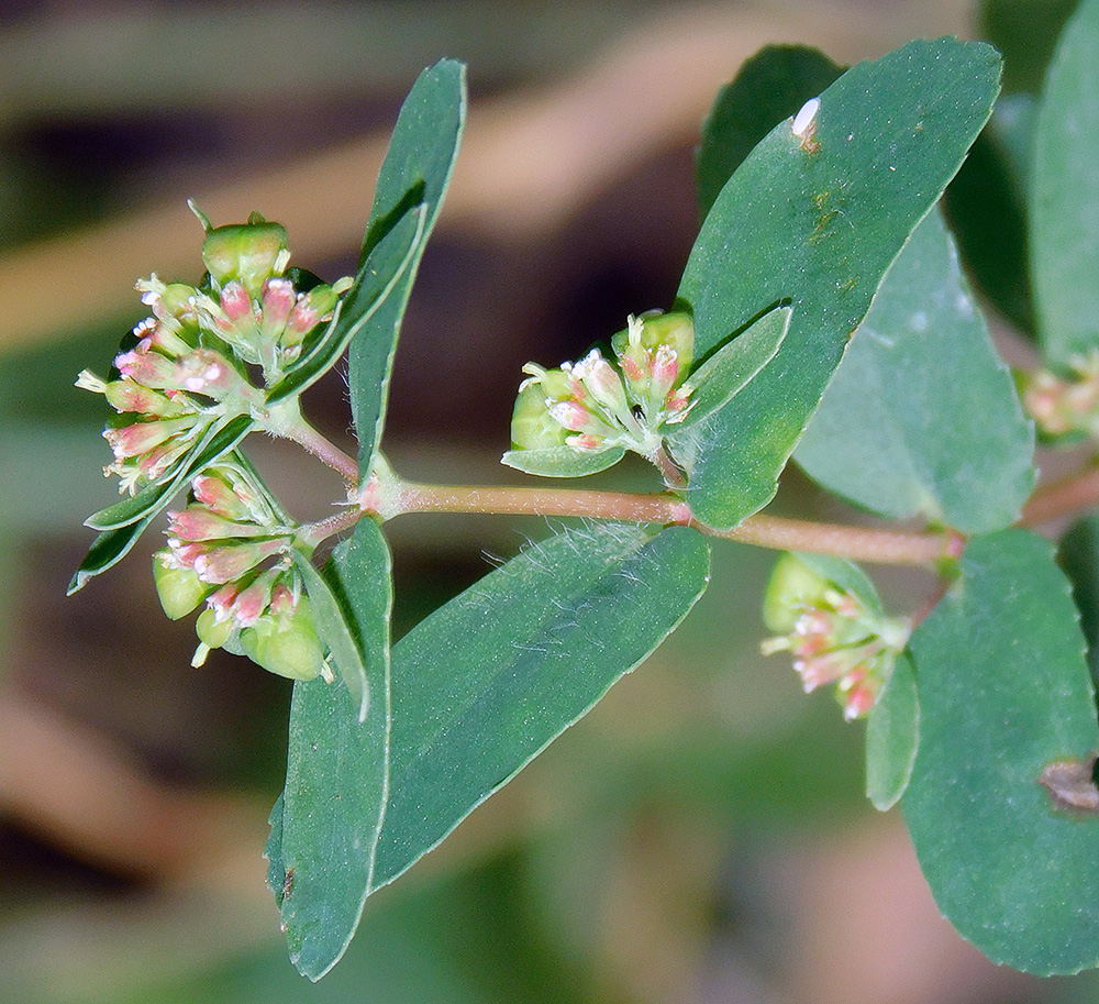 Изображение особи Euphorbia nutans.