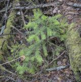 Abies sibirica. Угнетённое молодое деревце. Пермский край, Оханский р-н, Тулумбаихинское сельское поселение, Кунчурихинский бор, смешанный лес. 01.05.2022.