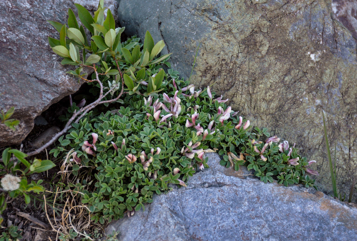 Изображение особи Trifolium eximium.