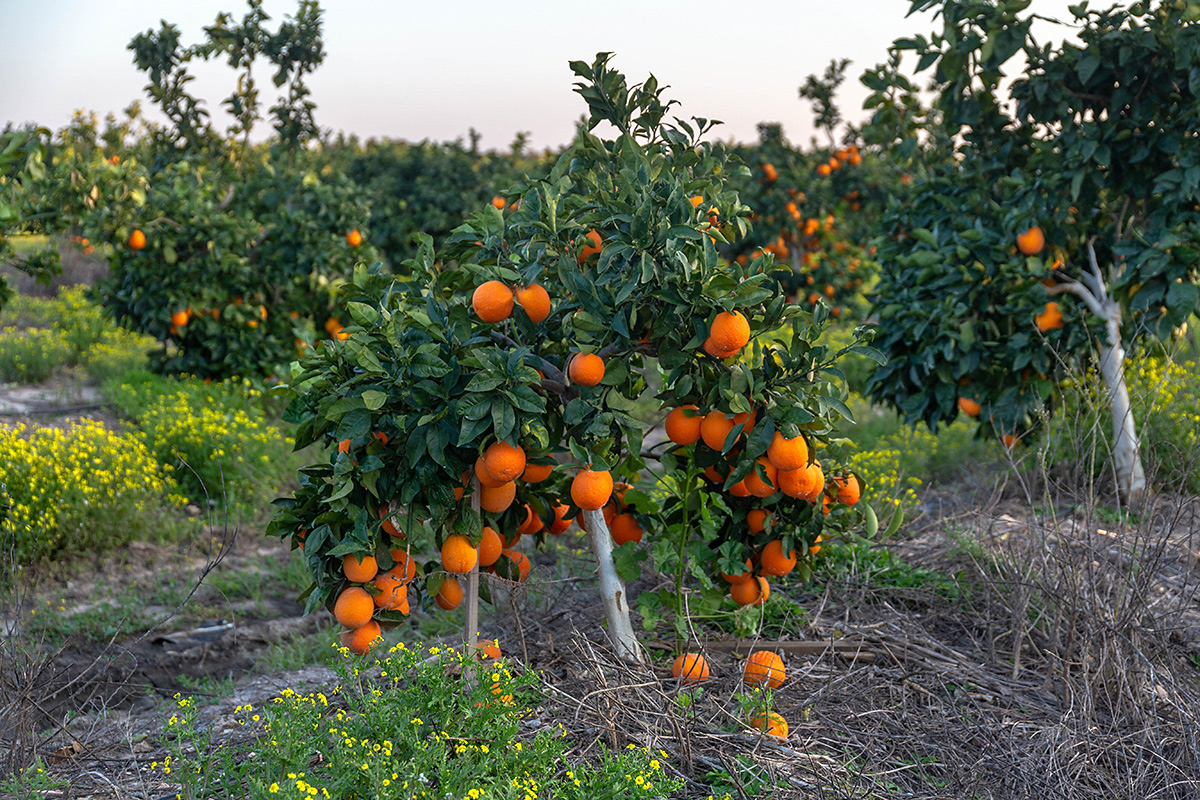 Изображение особи Citrus sinensis.