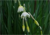 genus Narcissus