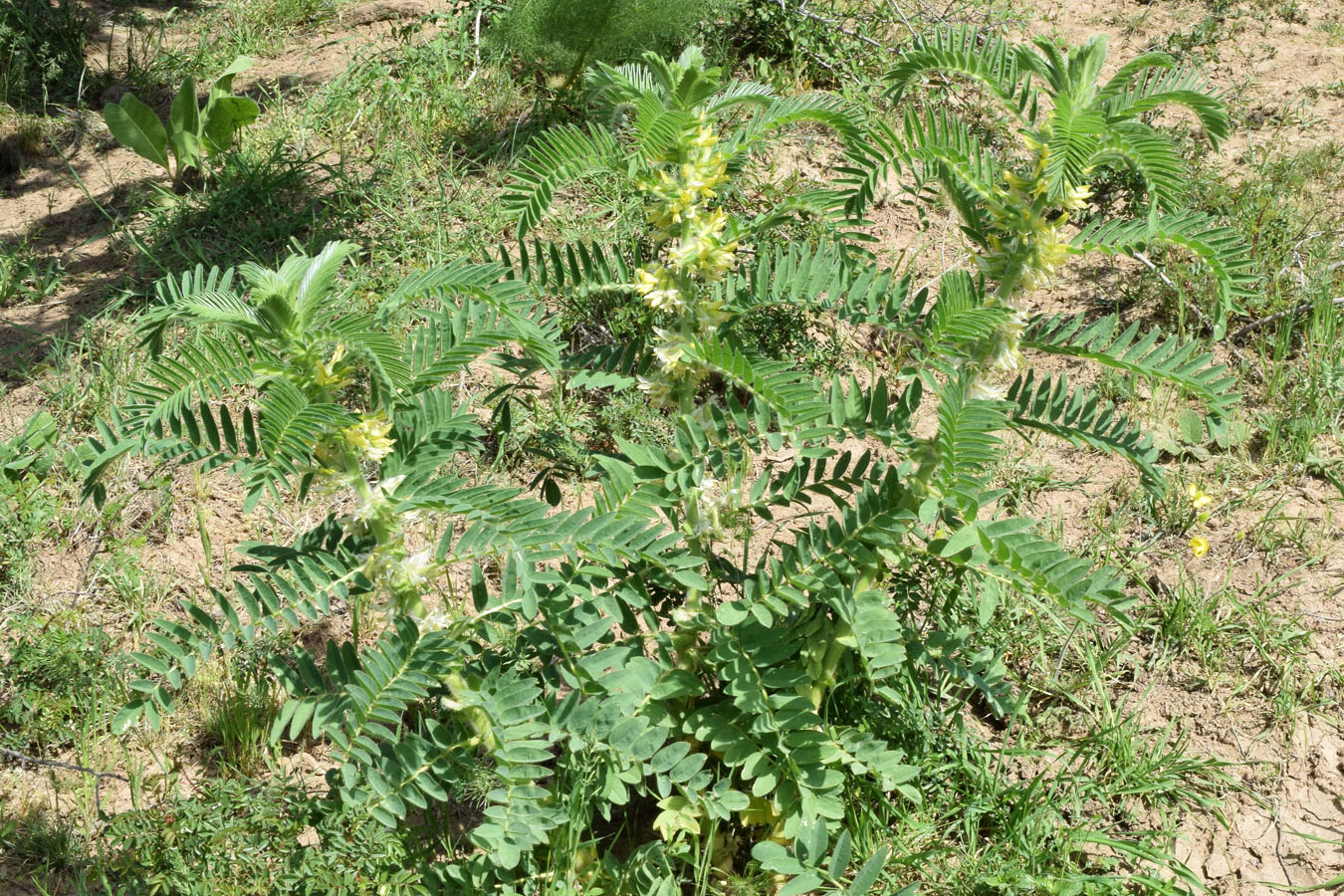 Изображение особи Astragalus sieversianus.