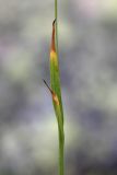 Luzula parviflora