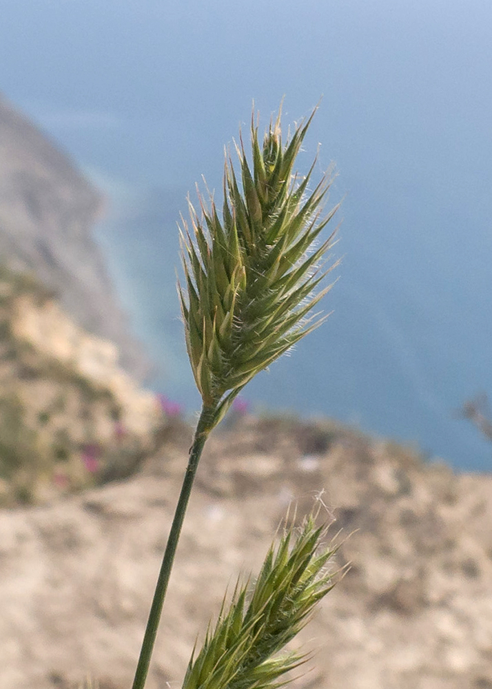 Изображение особи Agropyron pinifolium.