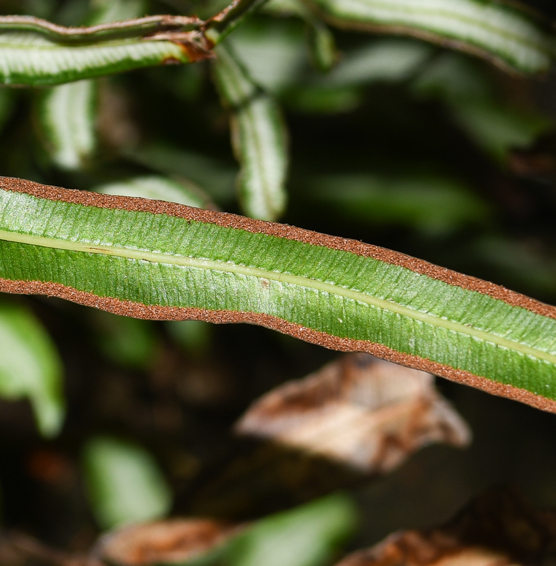 Image of Pteris cretica specimen.