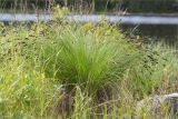 Carex juncella. Плодоносящее растение. Мурманская обл., Кандалакшский р-н, Княжегубское вдхр., оз. Нотозеро, небольшой остров, сырой каменистый берег. 05.07.2023.