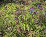 Lathyrus vernus