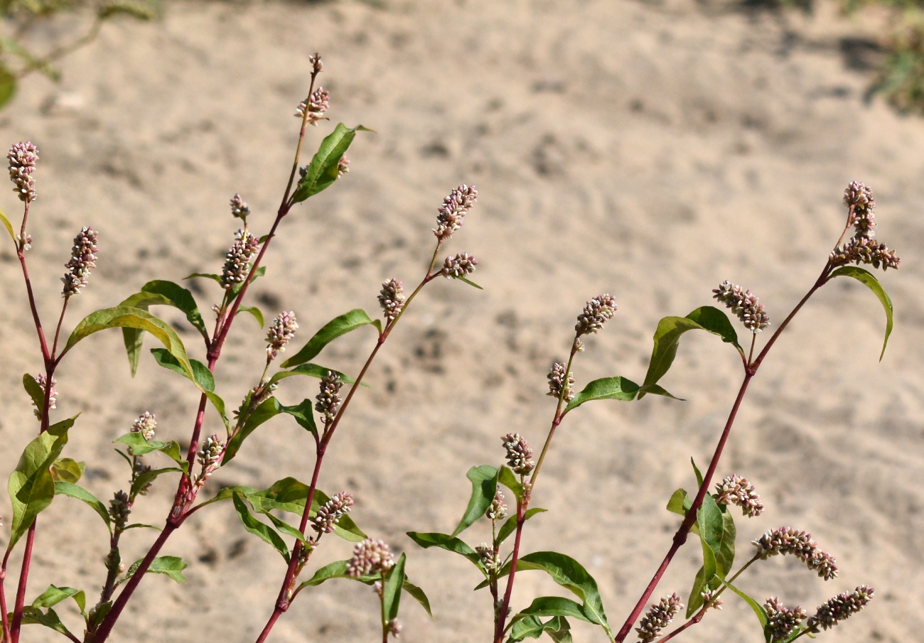 Изображение особи род Persicaria.