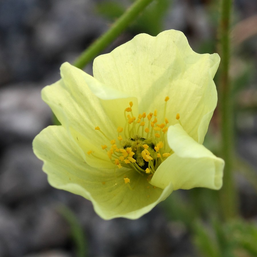 Image of Papaver lapponicum specimen.