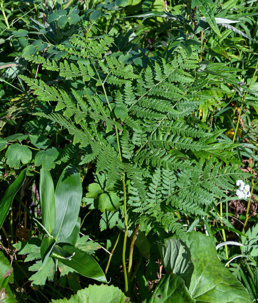 Изображение особи род Pteridium.