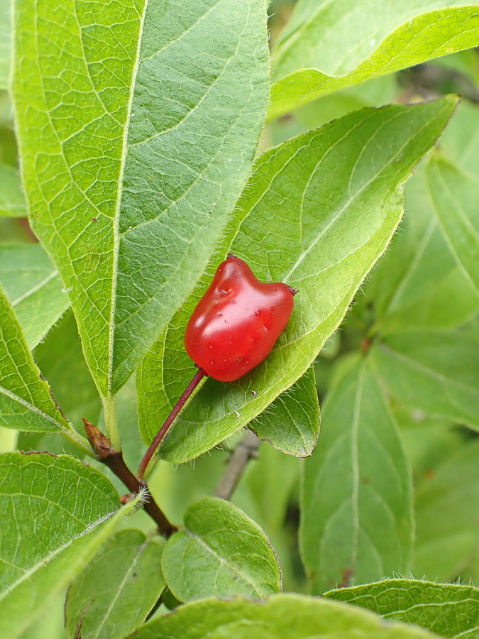 Image of Lonicera maximowiczii specimen.