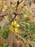 genus Geum