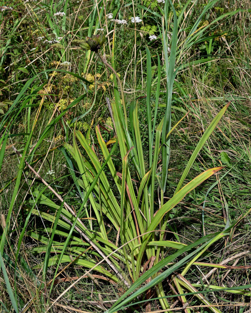 Изображение особи Hemerocallis middendorffii.