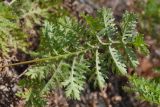 Artemisia tanacetifolia. Лист (абаксиальная поверхность). Республика Саха (Якутия), Хангаласский улус, левый берег р. Сиинэ (Синяя), разреженный хвойный лес на склоне. 27.07.2023.