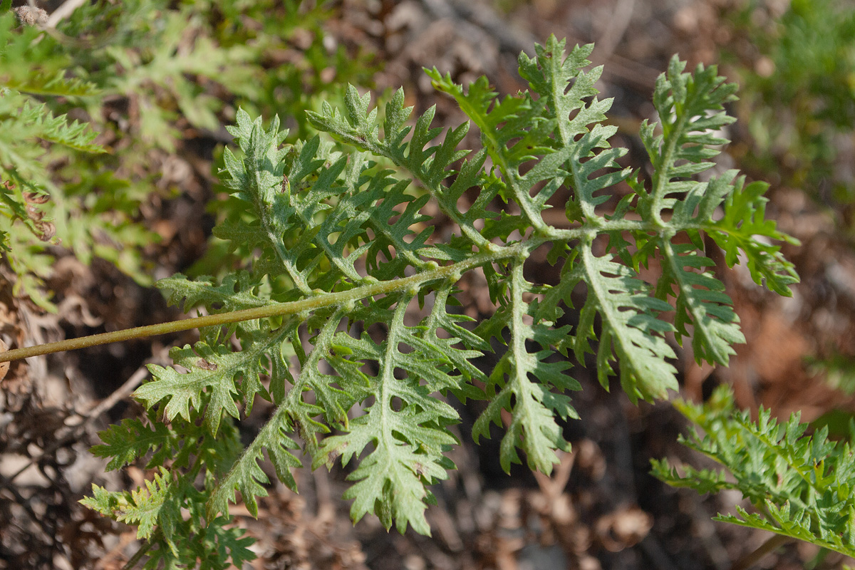 Image of Artemisia tanacetifolia specimen.